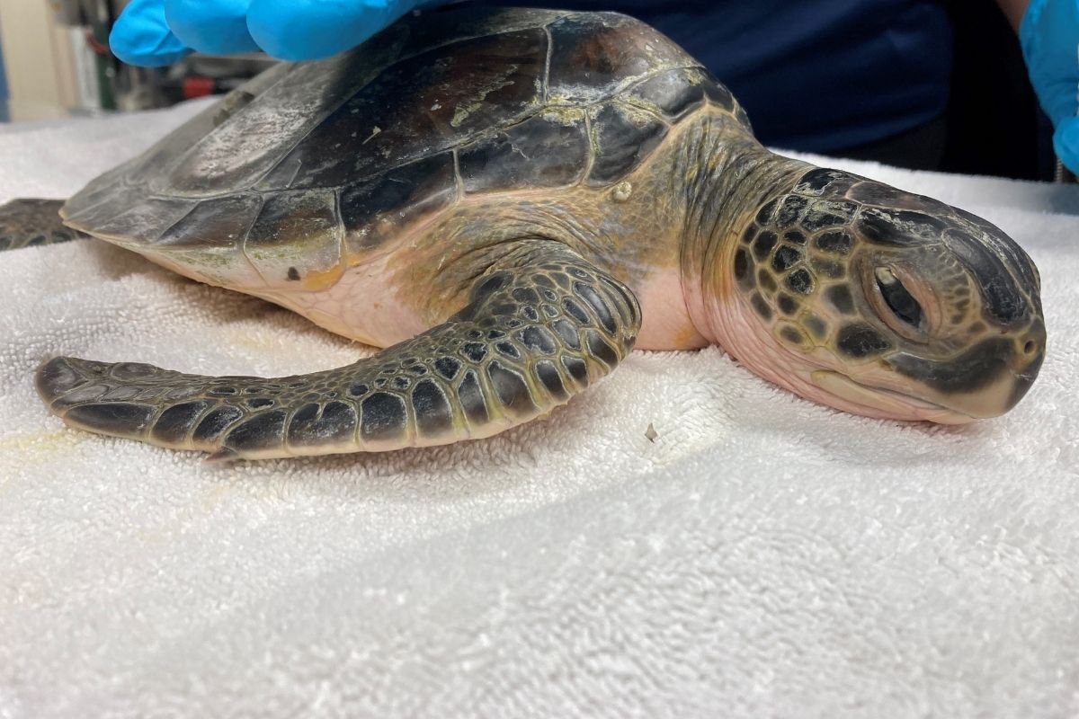 Sea Turtle Hospital Patient Italian Clearwater Marine Aquarium