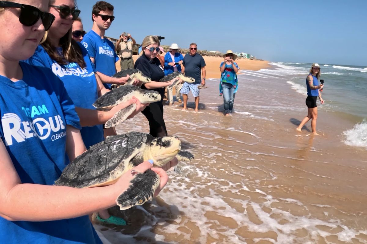 Clearwater Marine Aquarium Releases Sea Turtles At Flagler Beach