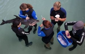 marine rescue biologists working with rescued dolphin