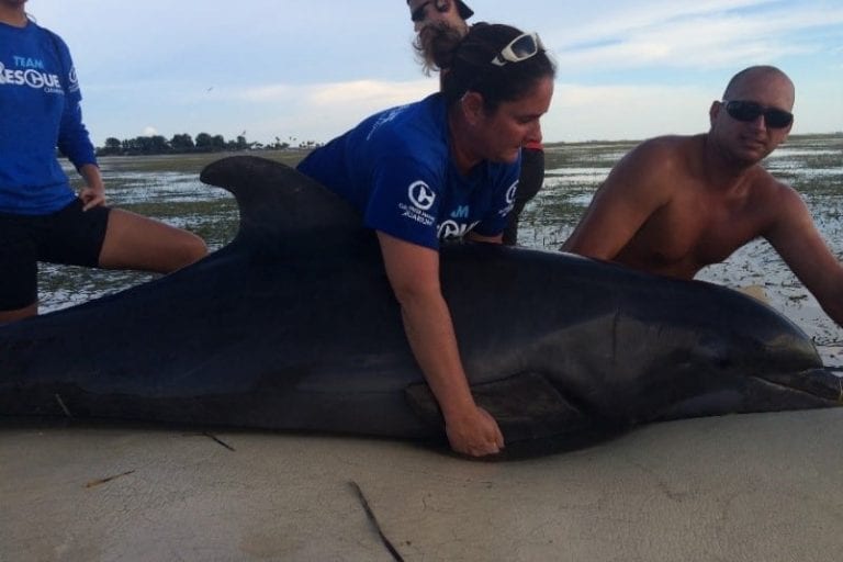 Rescue team helping stranded dolphin