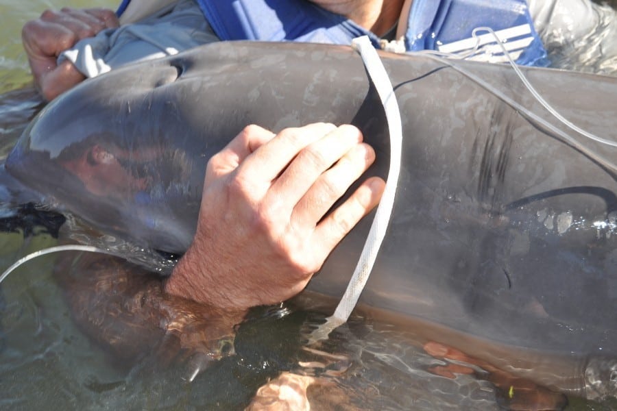 Rescue Mission - Parcel (Bottlenose Dolphin) - Clearwater Marine Aquarium