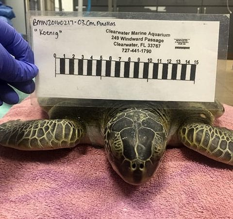 Green sea turtle hospital patient