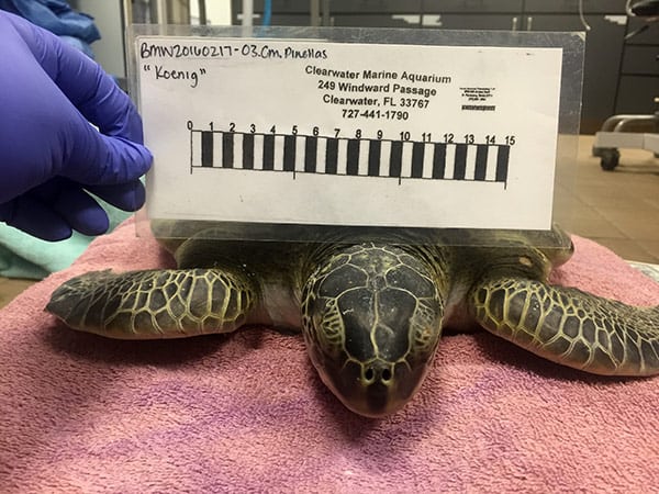 Green sea turtle hospital patient