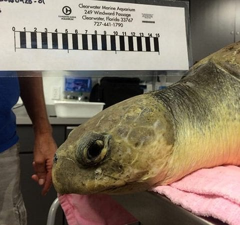 Kemp's ridley sea turtle patient
