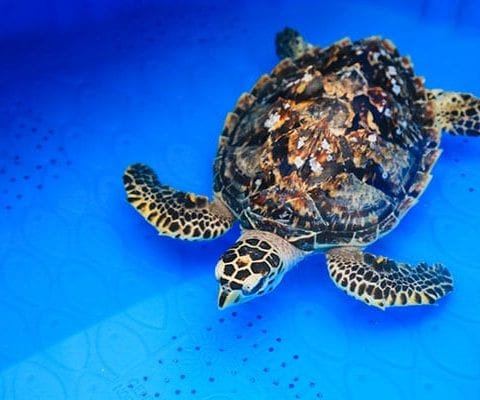 BB hawksbill sea turtle rehab