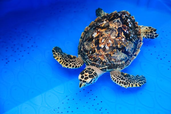 BB hawksbill sea turtle rehab