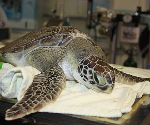 Gran Torino, a green sea turtle, marine hospital patient