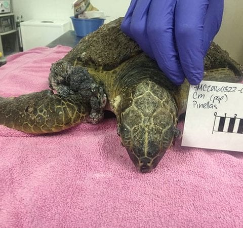 Gryffindor, a green sea turtle, marine hospital patient