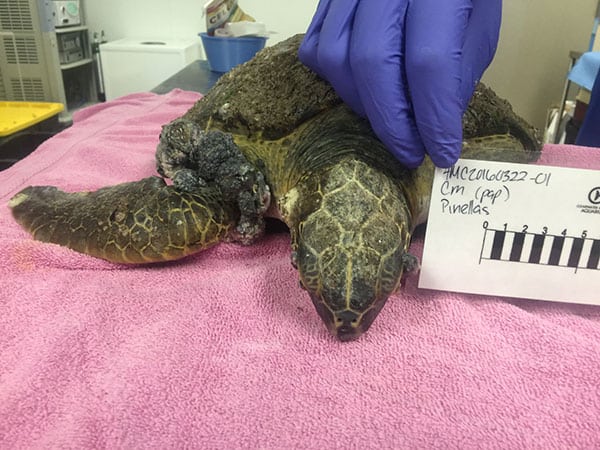 Gryffindor, a green sea turtle, marine hospital patient