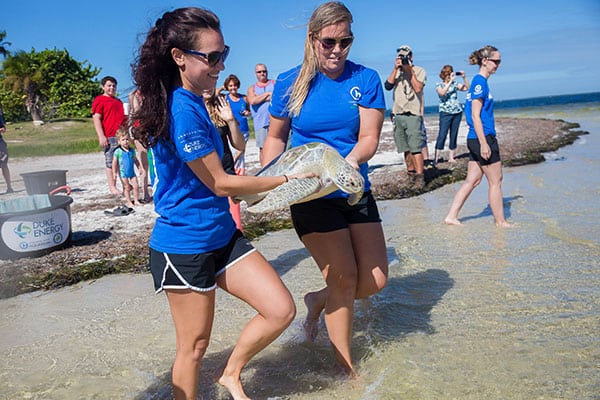 CLearwater Marine Aquarium staff releasing green sea turtles