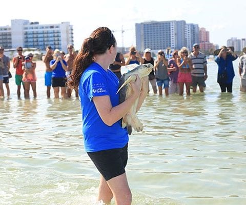 sea turtle release at Clearwater Beach