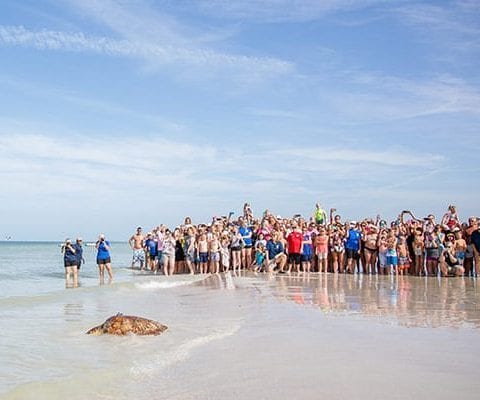 Xeno loggerhead sea turtle release at Clearwater Beach
