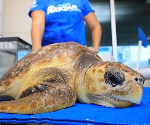 alvin loggerhead sea turtle