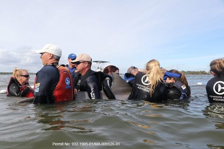 entangled dolphin calf rescue