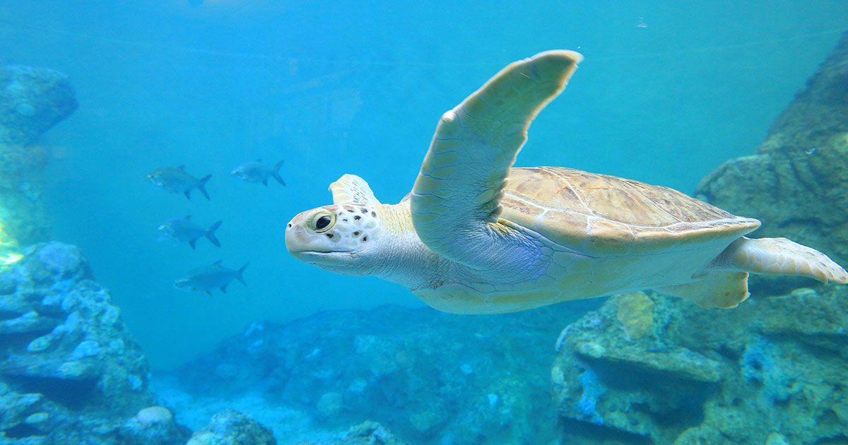 Support Our Expansion Clearwater Marine Aquarium