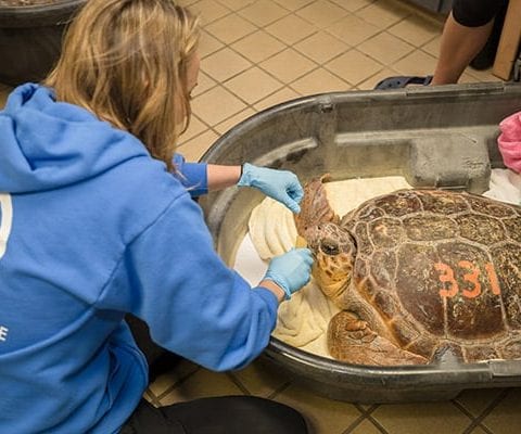 simon loggerhead sea turtle