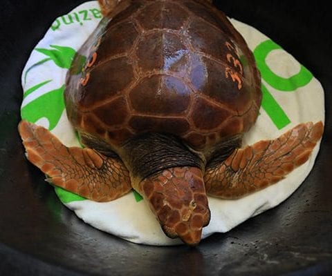 Theodore loggerhead sea turtle