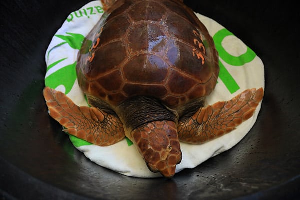 Theodore loggerhead sea turtle