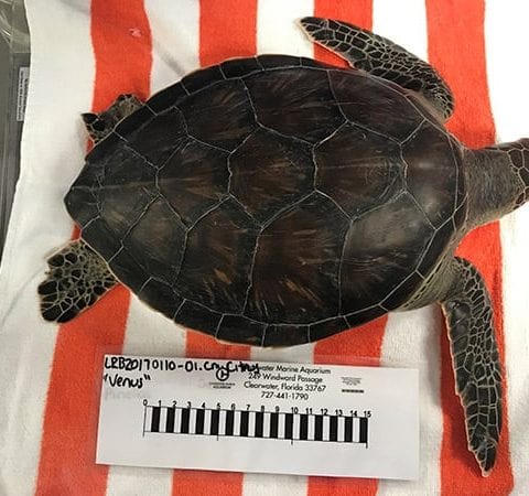 Vulcan green sea turtle hospital patient