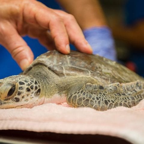 egoo green sea turtle hospital patient