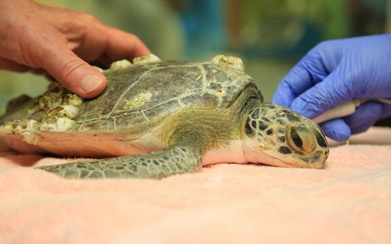 Sea Turtle Hospital Patient - Eggo - Clearwater Marine Aquarium