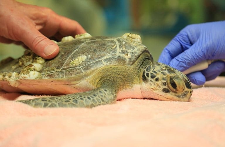 eggo green sea turtle rehab center patient with barnacles on shell
