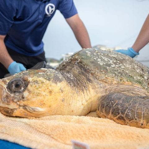 Golden Graham loggerhead rescued sea turtle being cleaned