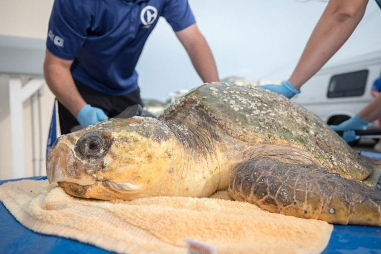 Golden Graham loggerhead rescued sea turtle being cleaned