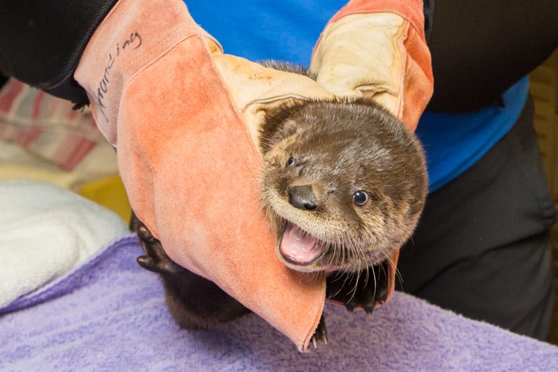 Meet Murray the Otter Kit Clearwater Marine Aquarium