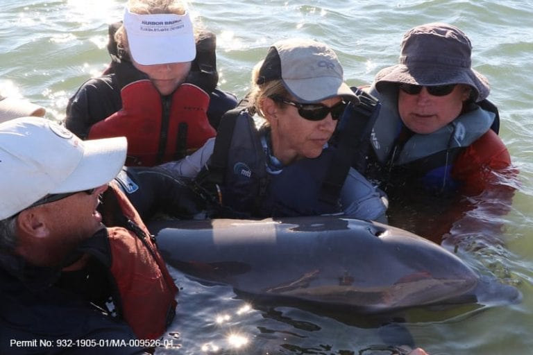 rescue team helping dolphin in the water