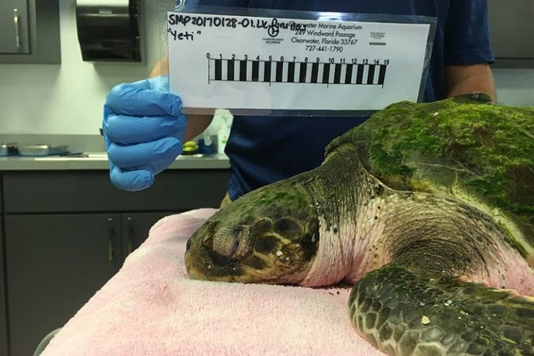 Yeti, a Kemp's ridley sea turtle hospital patient