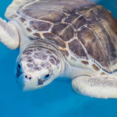 yeti kemps sea turtle swimming