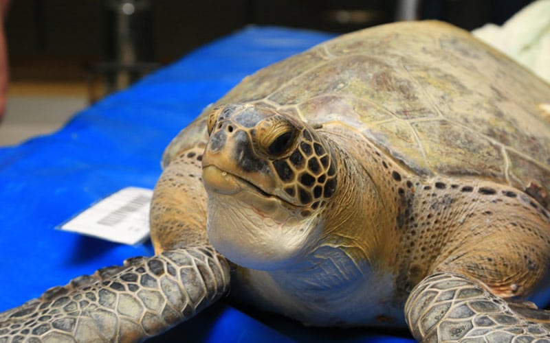 Sea Turtle Hospital Patient - Apple Jacks - Clearwater Marine Aquarium