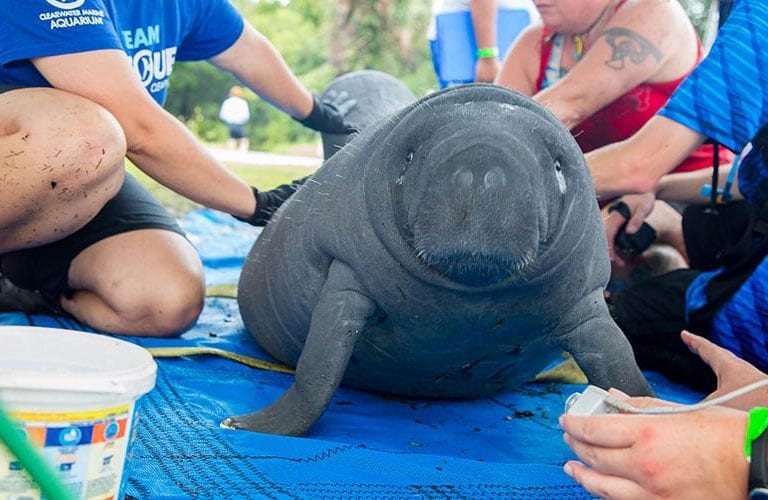 manatee rescued in Cyrstal River, Florida