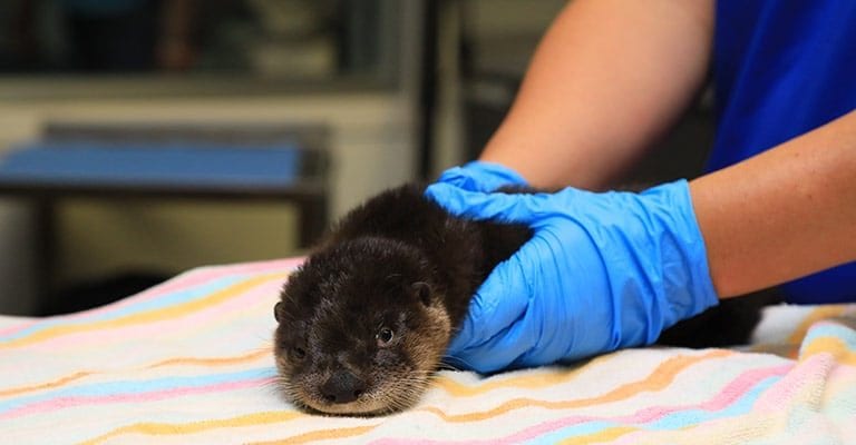 Otter kit Finnegan being held by vet