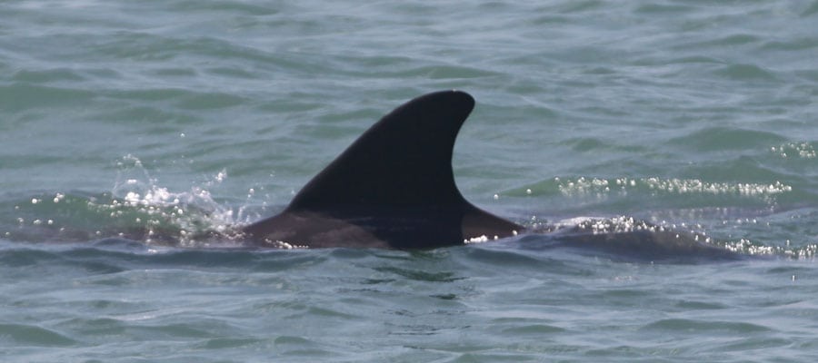 12 Different Dolphin Dorsal Fins Clearwater Marine Aquarium   Clean Unknown Mom 900x400 