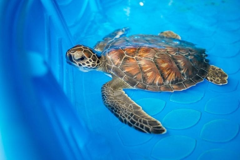 Sea turtle in rehab pool