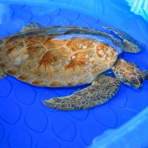 dinky donuts green sea turtle rehab pool