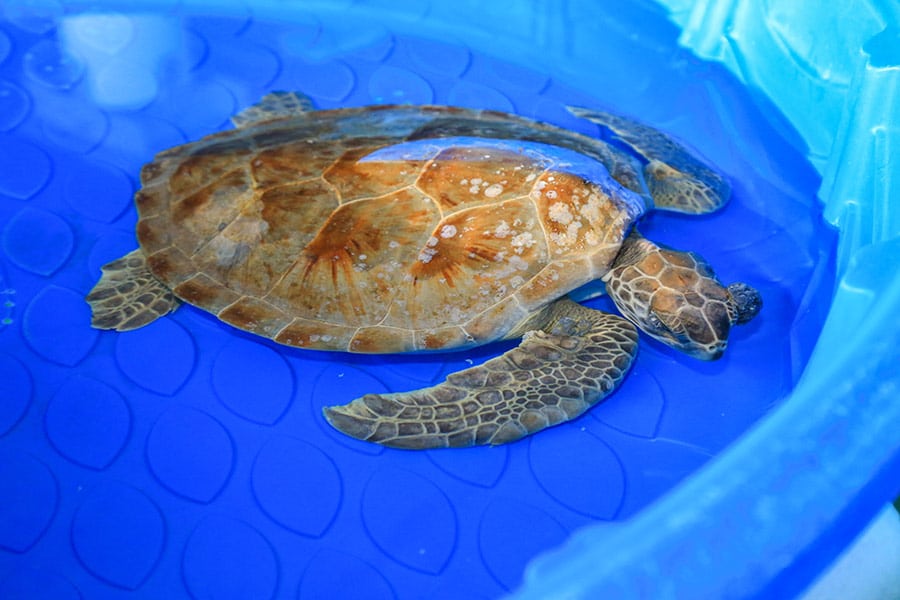 Sea Turtle Hospital Patient - Dinky Donuts - Clearwater Marine Aquarium