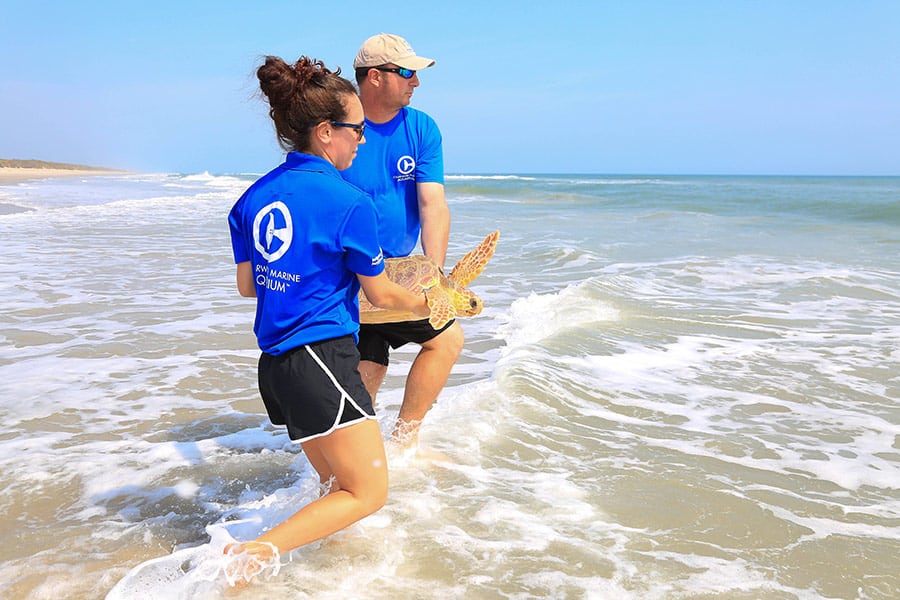 loggerhead sea turtle release