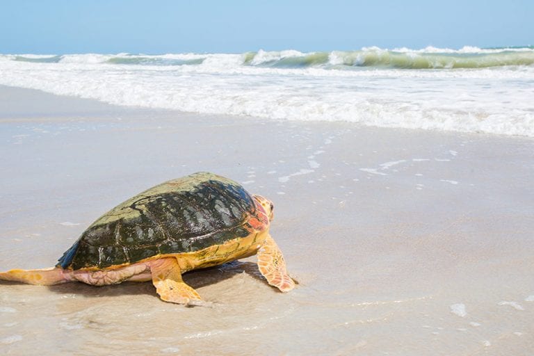 Alvin loggerhead sea turtle released on east coast of Florida