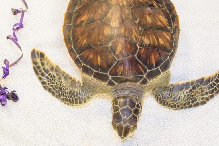 chex sea turtle balloon closeup