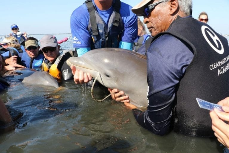 entangled dolphin rescue