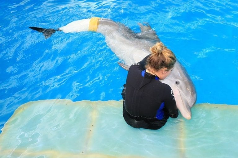 Shark Attack Survivor Inspired by Winter Clearwater Marine Aquarium