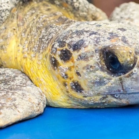 sea turtle rehab crackle