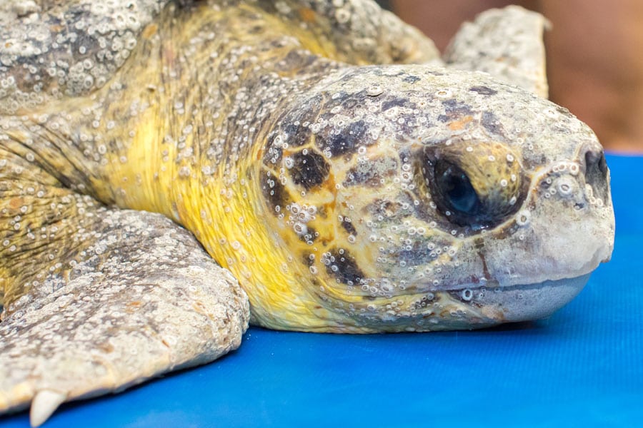 Sea Turtle Hospital Patient - Crackle - Clearwater Marine Aquarium