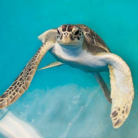 green sea turtle