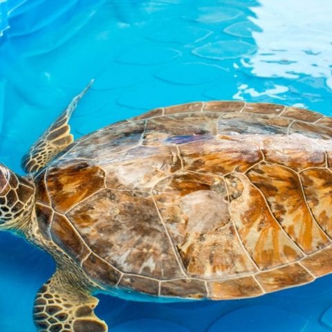 Pebbles sea turtle rehab