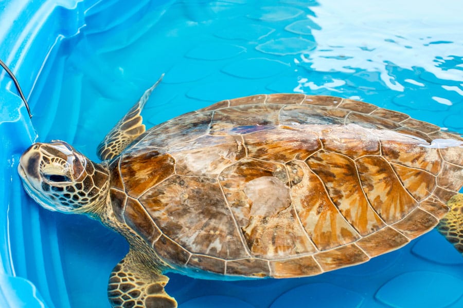 Sea Turtle Hospital Patient Pebbles Clearwater Marine Aquarium