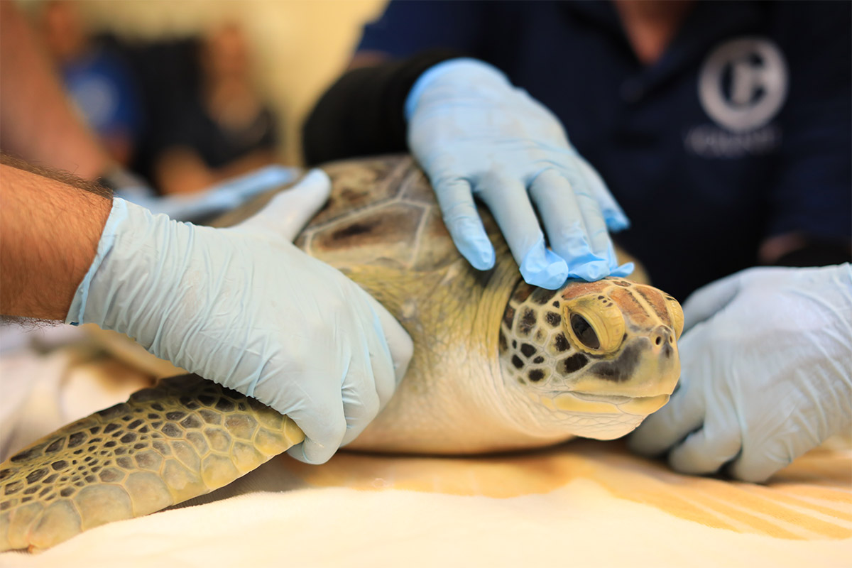 Gryffindor green sea turtle checkup